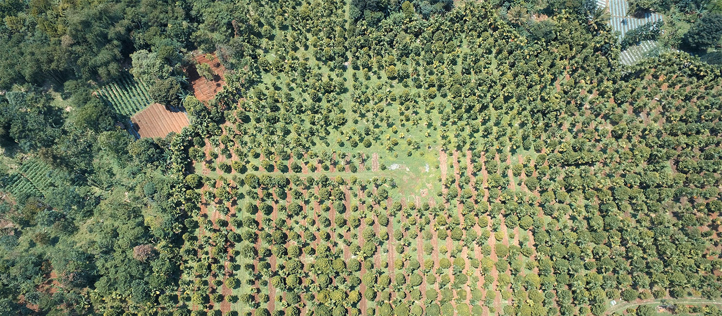 MBPlusAgro plantation