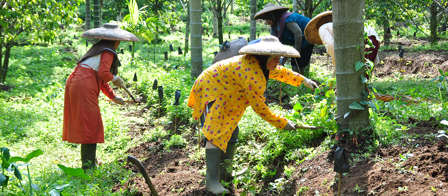 MBPlusAgro plantation
