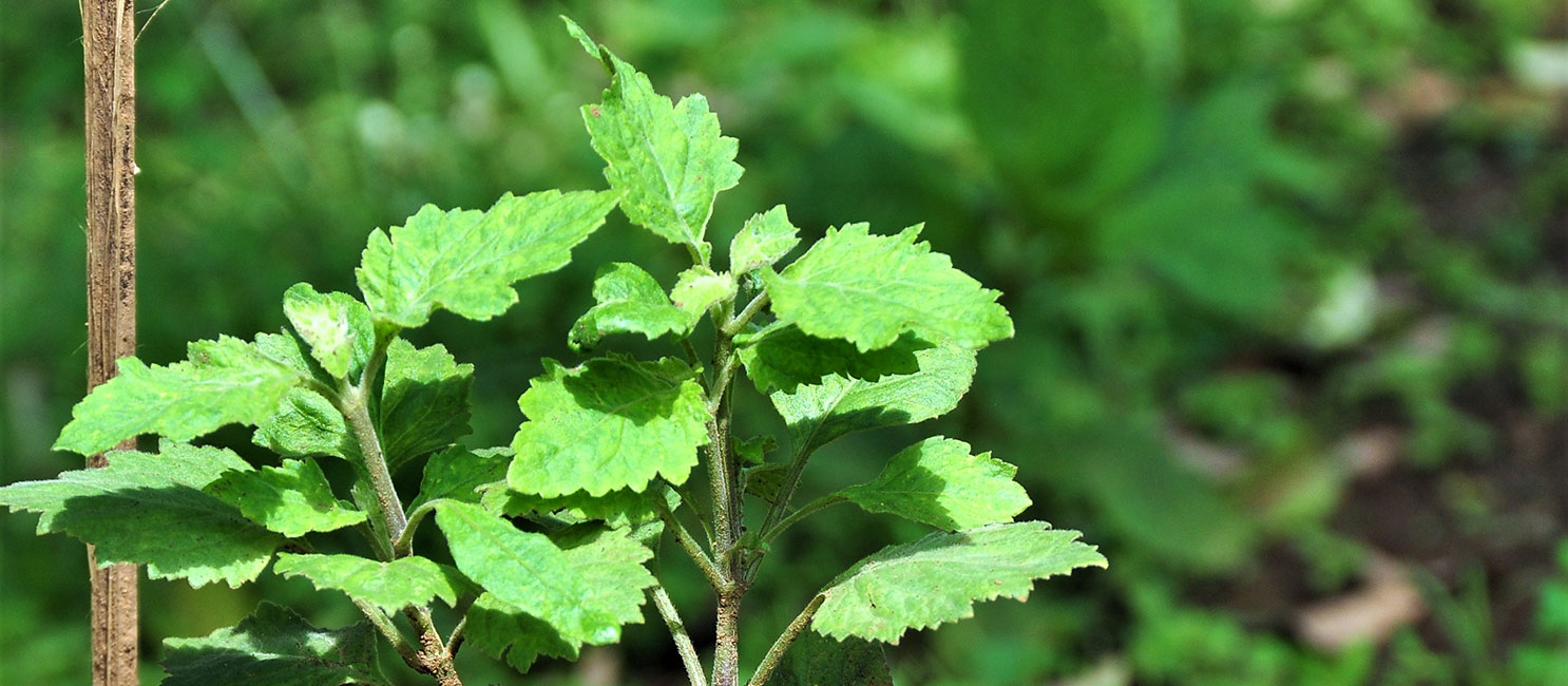 MBPlusAgro plantation