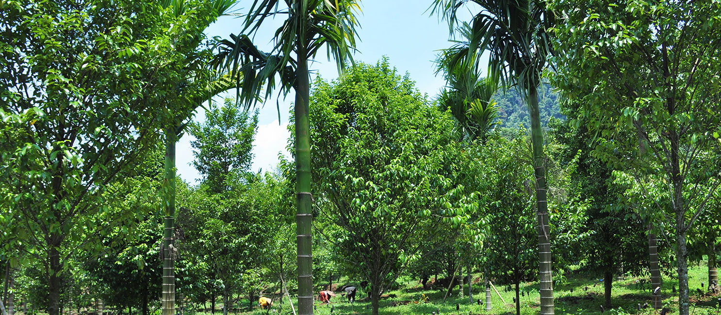 MBPlusAgro plantation