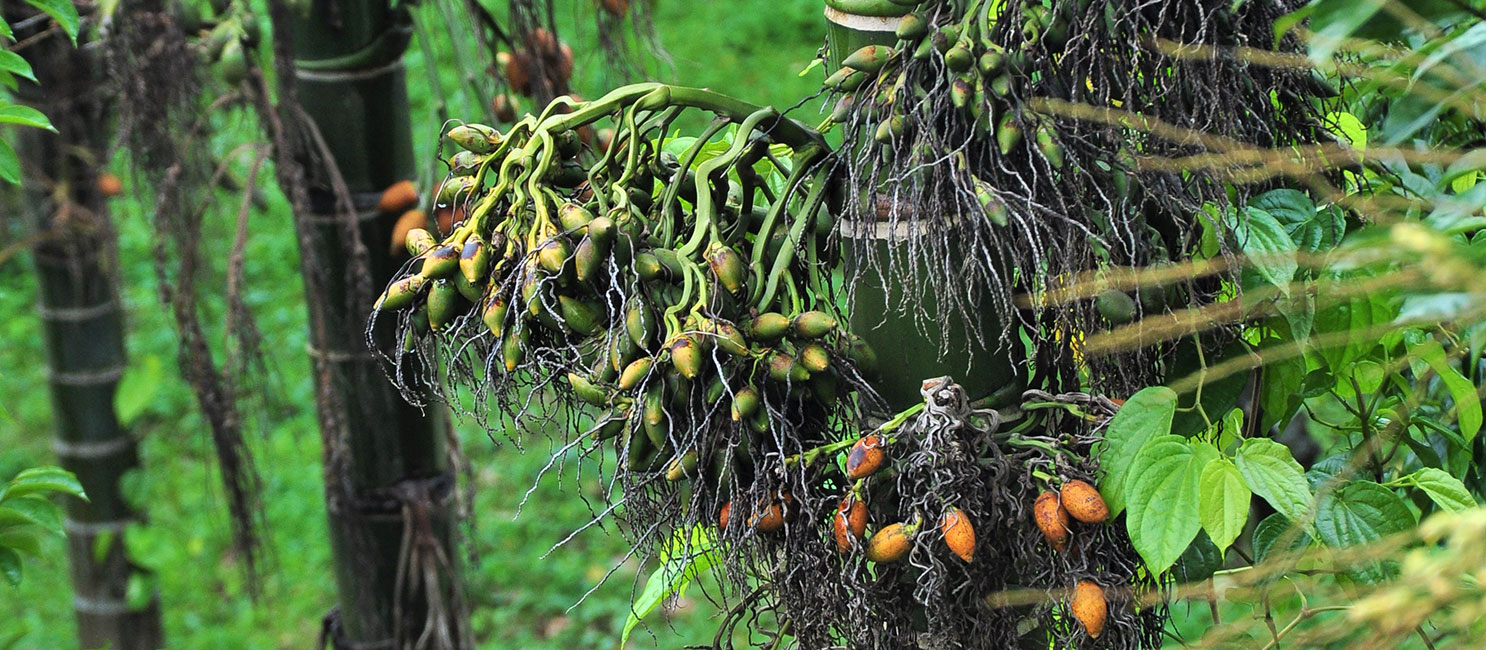 MBPlusAgro plantation