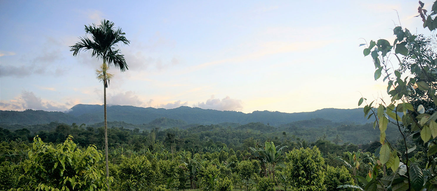 MBPlusAgro plantation